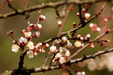 spring flowers on an apricot tree