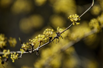 spring flowers on a dogwood bush