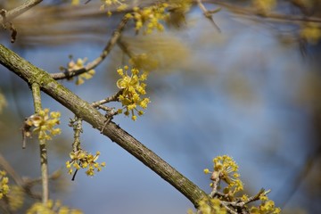 spring flowers on a dogwood bush
