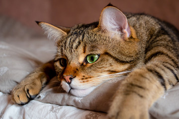 tired tabby kitten with sad eyes resting on a large bed
