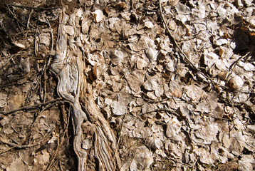 Dried leaves and a tree root protruding out of the ground.