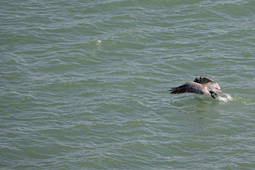Fototapeta premium bird PELICAN PAJARO AGUA..