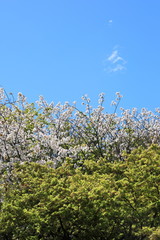 Cherry Blossom in Tokyo Japan