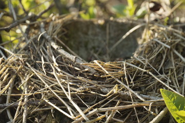 Bird's nest in a spring forest on a tree, a cozy bird house.