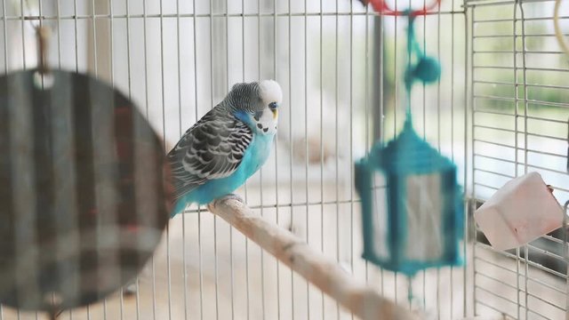 Cute Budgie sitting in wire cage with toys and food in the cage