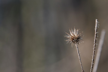 A dry Echinops (Asteraceae) in harsh light on a brown blurred background with copy space