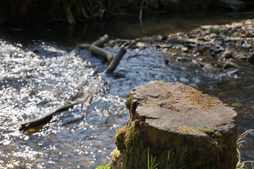 bäume wasser blume pflanze bach wald waldweg baum stamm lederblume frühling 