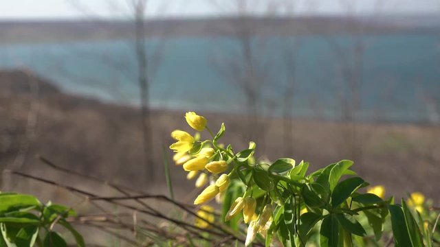 (Gymnospermium odessanum), Flowering plant plants from the Red Book of Ukraine. Tiligulsky estuary. Ukraine