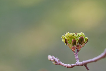 Linden (Tilia tomentosa) blossoms backlit on a pastel background with copy space