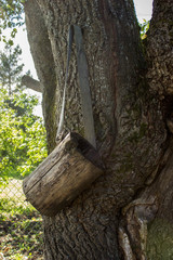 On an oak tree is a forgotten old wooden container for collection or storage.