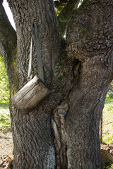 On an oak tree is a forgotten old wooden container for collection or storage.