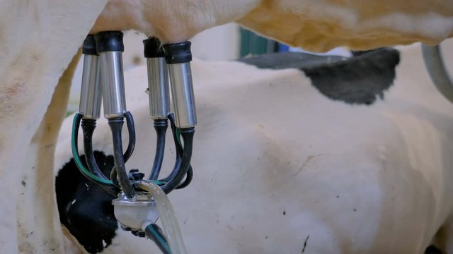 Close up view of cows udder with teat cups. Automatic cow milking facility at cattle dairy farm, exhibition, trade show. Farming, automated technology, agriculture industry, animal husbandry concept