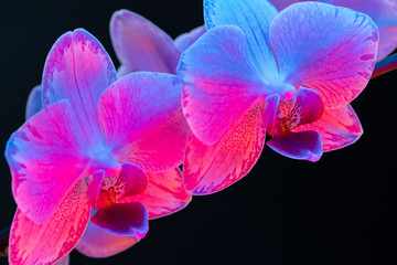 Fototapeta na wymiar Branch of orchid flowers on dark background in neon light close up