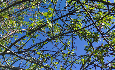 blooming peach tree on a background of blue sky. little green leaves and flowers on a peach tree in...