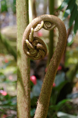 Balata, Martinique, France, 18 aout 2013 : Jeune feuille de fougère tropicale