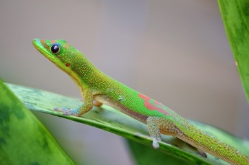 Green lizard on a leaf