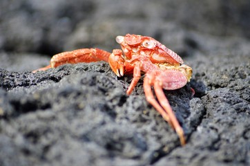 Red crab on the beach