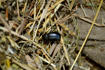 black and white beetle