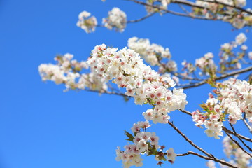 Cherry Blossom in Tokyo Japan