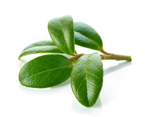 fresh green lingonberry leaves