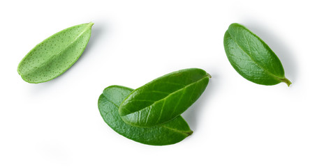fresh green lingonberry leaves