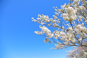 Cherry Blossom in Tokyo Japan