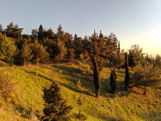 Fototapeta premium spring in the forest