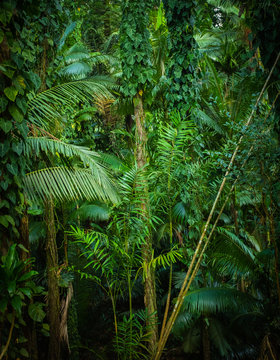 Thick Tropical Jungle Background