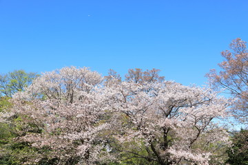 Fototapeta na wymiar Cherry Blossom in Tokyo Japan