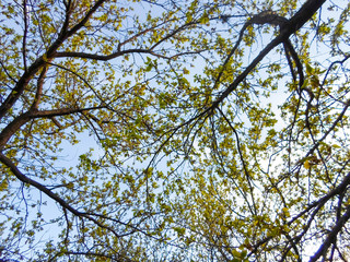 snow-white flowers on a cherry tree. flowering cherry tree in spring