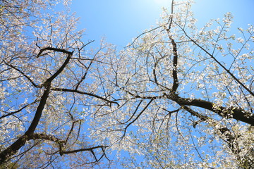 Cherry Blossom in Tokyo Japan