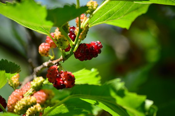 the branch of a mulberry