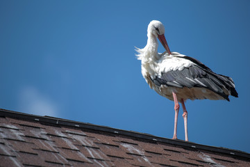A white stork sits on the roof of a house with red tiling. Bright sunny weather and blue sky.