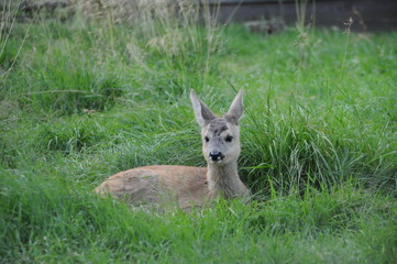 European roe deer (Capreolus capreolus) posing and displaying on camera