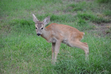 European roe deer (Capreolus capreolus) posing and displaying on camera
