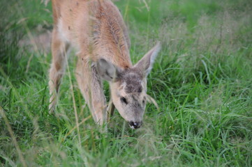 European roe deer (Capreolus capreolus) posing and displaying on camera