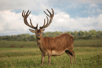 Naklejka na ściany i meble Red deer walks through the meadow. The male has large horns. Deer stands in a green meadow. He has beautiful and branched horns. Sunset sun, beautiful clouds.