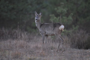 Fototapeta premium European roe deer (Capreolus capreolus) posing and displaying on camera