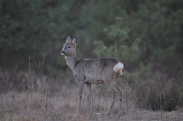 European roe deer (Capreolus capreolus) posing and displaying on camera