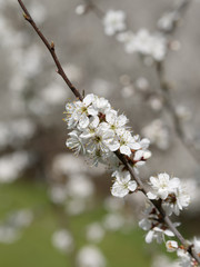 Close-up of cherry blossom flowers and buds. Spring concept.