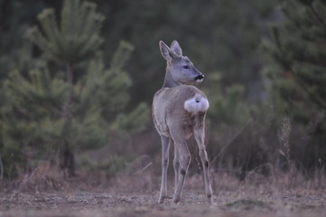 European roe deer (Capreolus capreolus) posing and displaying on camera
