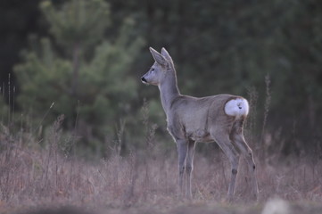 European roe deer (Capreolus capreolus) posing and displaying on camera