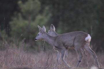 European roe deer (Capreolus capreolus) posing and displaying on camera