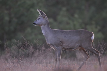 European roe deer (Capreolus capreolus) posing and displaying on camera