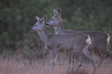 European roe deer (Capreolus capreolus) posing and displaying on camera