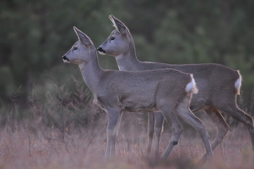 European roe deer (Capreolus capreolus) posing and displaying on camera