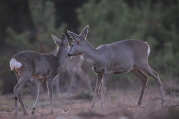 European roe deer (Capreolus capreolus) posing and displaying on camera