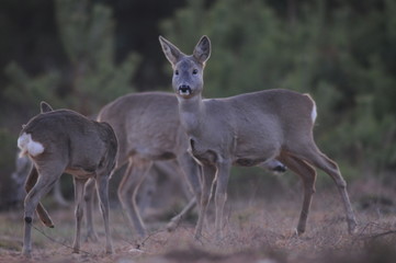 European roe deer (Capreolus capreolus) posing and displaying on camera