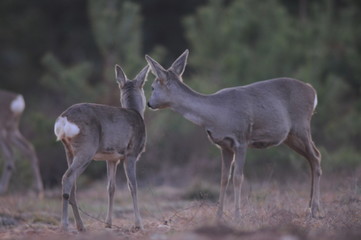 European roe deer (Capreolus capreolus) posing and displaying on camera