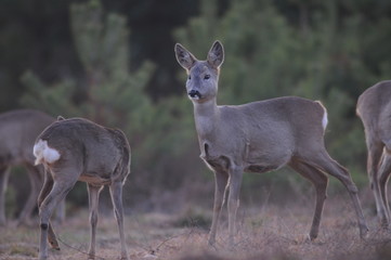Naklejka na ściany i meble European roe deer (Capreolus capreolus) posing and displaying on camera